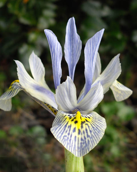 Iris histrioides 'Katharine Hodgkin' en fleurs dans un jardin ensoleillé avec sol bien drainé
